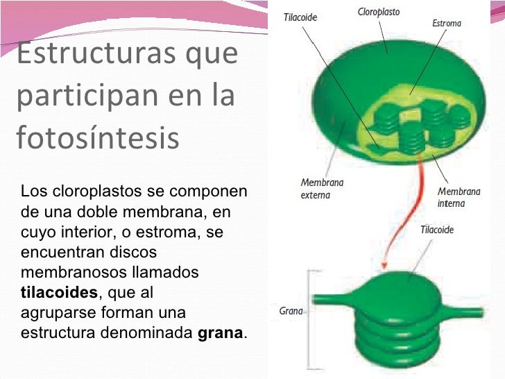 Estructura de los cloroplastos en la fotosintesis 63 Estructura de los cloroplastos en la fotosintesis 97